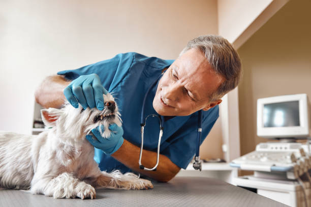 Best Emergency Gum Treatment in Clarendon, TX